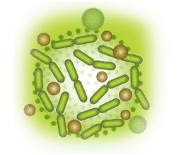 ใยอาหารสูง